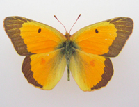 Pieridae: Colias eurytheme (Coliade de la luzerne)